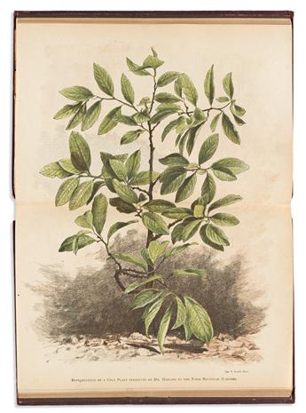 [Medicine & Science] Mariani, Angelo (1838-1914) Coca and its Therapeutic Application.